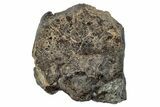 Fusion Crusted Howardite Meteorite ( g) - NWA #266244-1